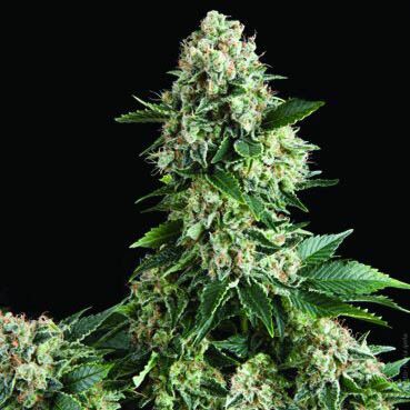 Auto New York City - Pyramid Seeds autoflower