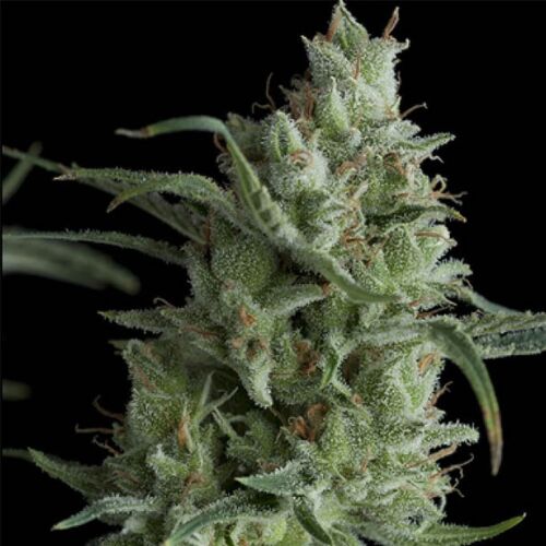 Super OG Kush - Pyramid Seeds