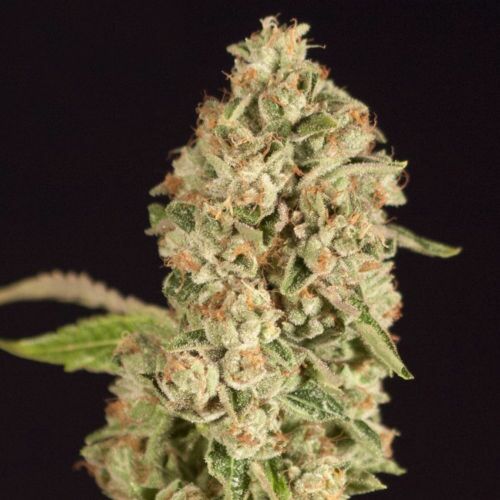 Raspberry Waffles - Devil's Harvest