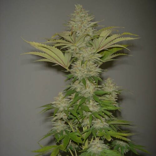 Bubblicious - Resin Seeds