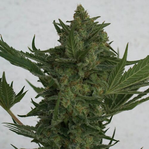 Critical Haze - Resin Seeds