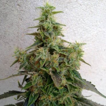 Dieseltonic - Resin Seeds