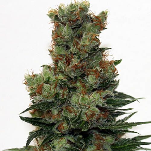 Ripper Badazz - Ripper Seeds