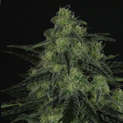 Black Valley - Ripper Seeds