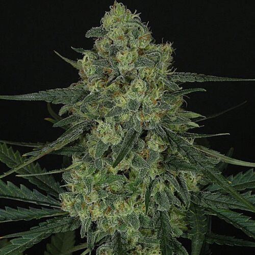 Criminal+ - Ripper Seeds