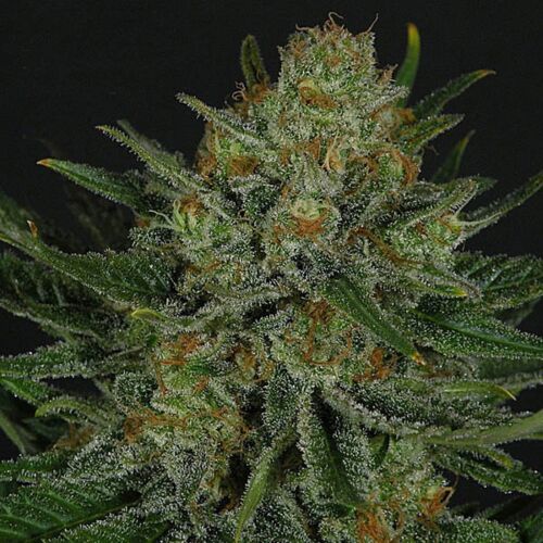 Double Glock - Ripper Seeds