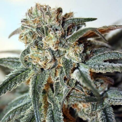 Zombie Kush - Ripper Seeds