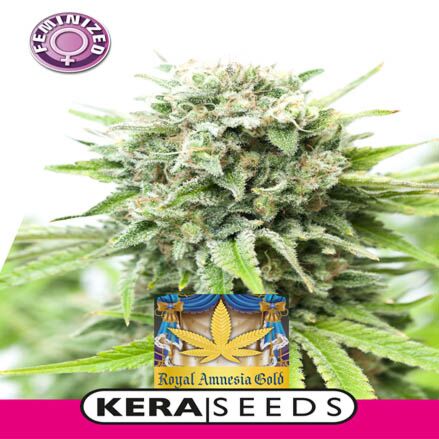 Royal Amnesia Gold - Kera Seeds