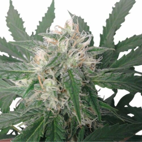 Royal Bluematic - Royal Queen Seeds