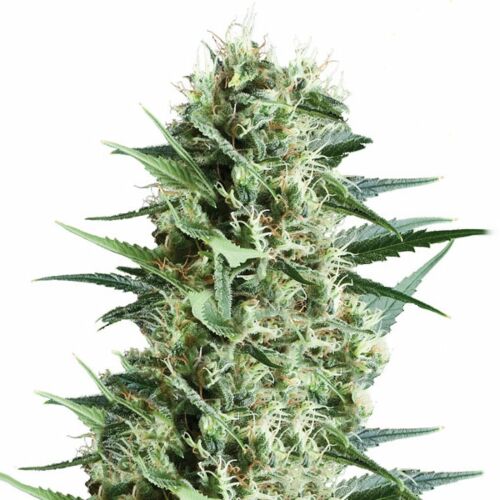 Royal Cookies - Royal Queen Seeds