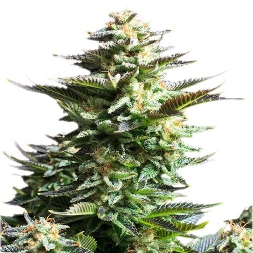 Amnesia Haze - Royal Queen Seeds