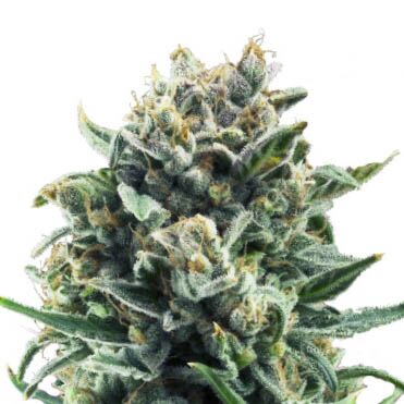 Blue Cheese - Royal Queen Seeds wiet top van dichtbij 