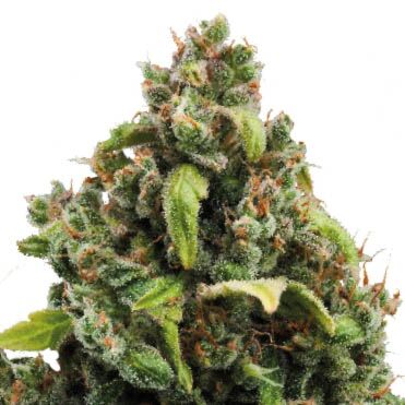 Candy Kush Express - Royal Queen Seeds