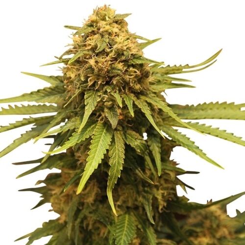 Critical - Royal Queen Seeds