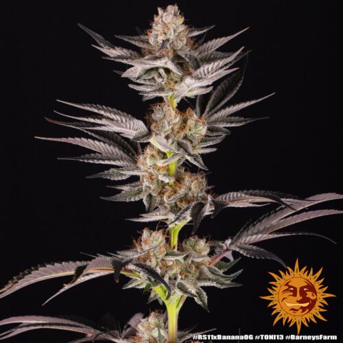 RS11 x Banana OG - Barney's Farm