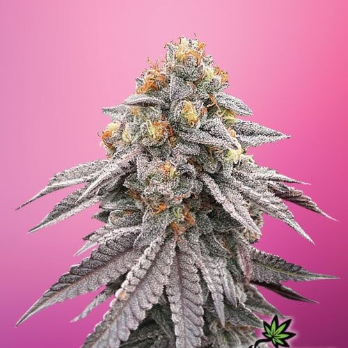 Runtz Bomb - Bomb Seeds