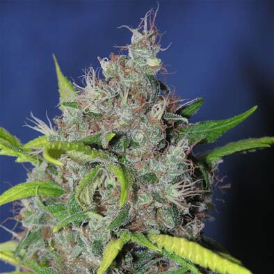 Blueberry Bud - Sagarmatha Seeds