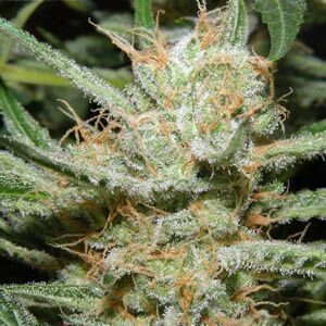 Double Diesel Ryder - Sagarmatha Seeds