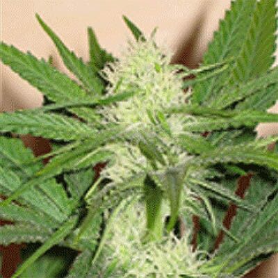 Honolulu Haze - Sagarmatha Seeds