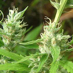 Lowboldt Automatic - Sagarmatha Seeds