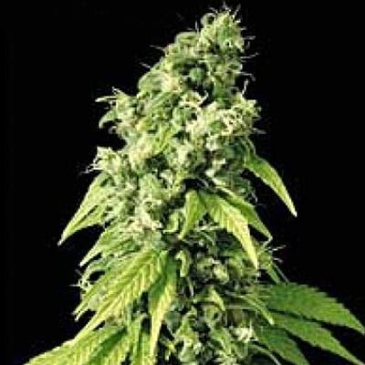 Northern Lights #9 - Sagarmatha Seeds