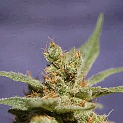 Rhode Island Skunk - Sagarmatha Seeds