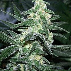 Silver Bullet - Sagarmatha Seeds