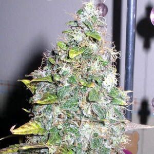Smurfberry Automatic - Sagarmatha Seeds