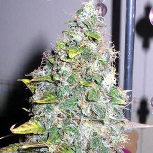 Smurfberry Automatic - Sagarmatha Seeds