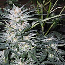 Star Ryder Automatic - Sagarmatha Seeds