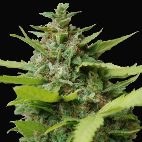 Kiss Dragon - Samsara Seeds