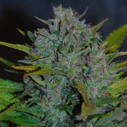 Ultraviolet - Samsara Seeds