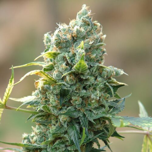 Santa Cruz Kush - Sagarmatha Seeds