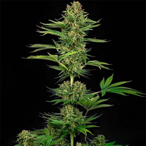 Satin Black Domina CBD - Sensi Seeds