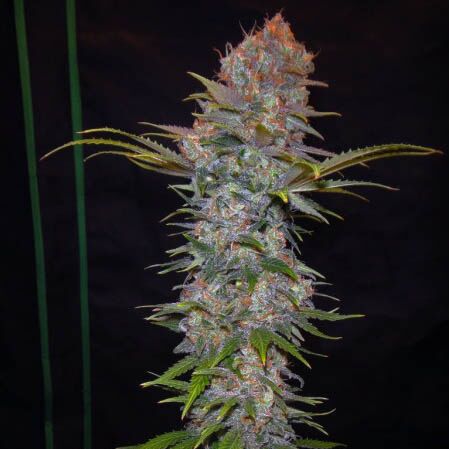 Auto Jock Horror - Sativa Seedbank