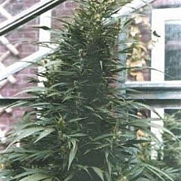 Urban Poison - Sativa Seedbank