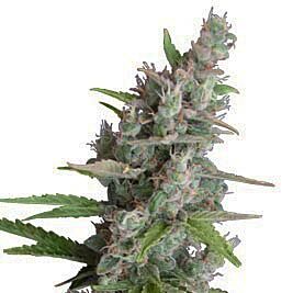 AK Auto - Seedmakers Seeds