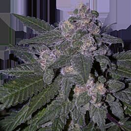 Auto Blue - Seedmakers Seeds