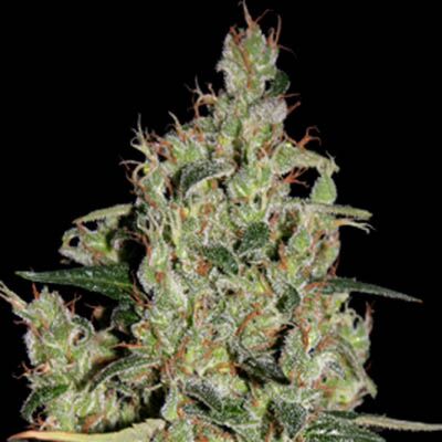 Auto Critical - Seedmakers Seeds