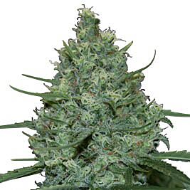 Critical - Seedmakers Seeds