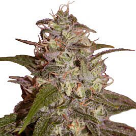 Orange Light - Seedmakers Seeds