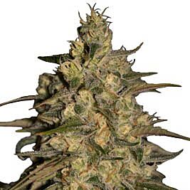 Silver Jack - Seedmakers Seeds