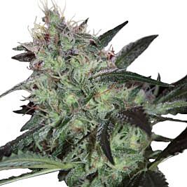 Super Diesel - Seedmakers Seeds