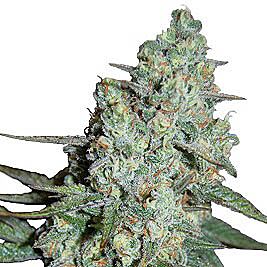 Wonder Skunk - Seedmakers Seeds