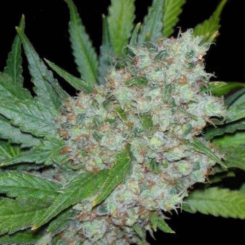 Mama Mia - Seedsman