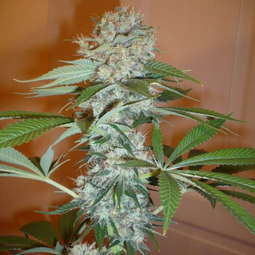 Big bud - Sensi Seeds