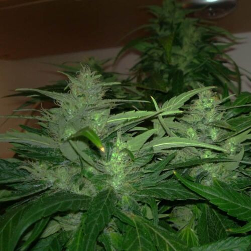 Jack Flash 5 - Sensi Seeds