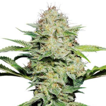 Sensi Skunk Auto - Sensi Seeds