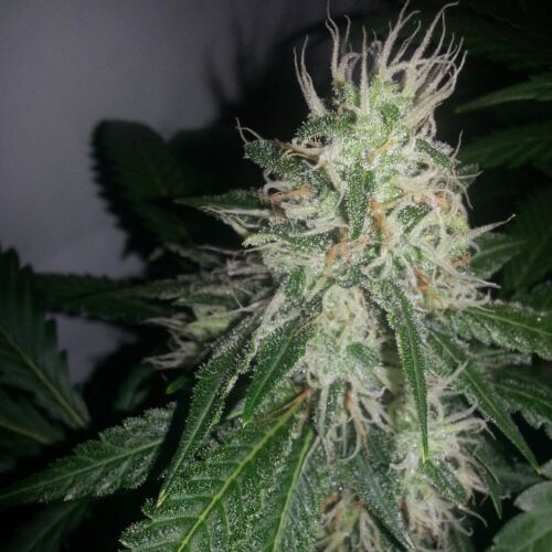 Shiva Skunk - Sensi Seeds