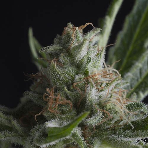 Shark CBD - Pyramid Seeds